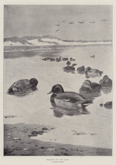Mallards off the Coast by Archibald Thorburn